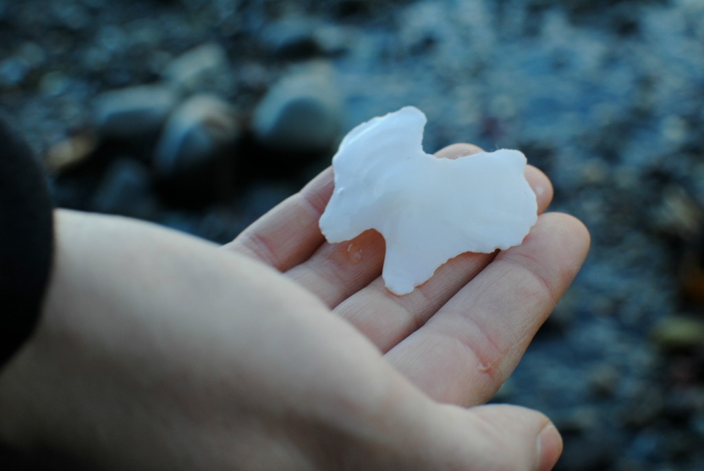 olympic peninsula shell