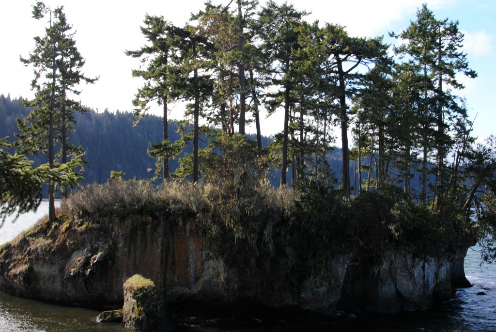 salt creek tree island