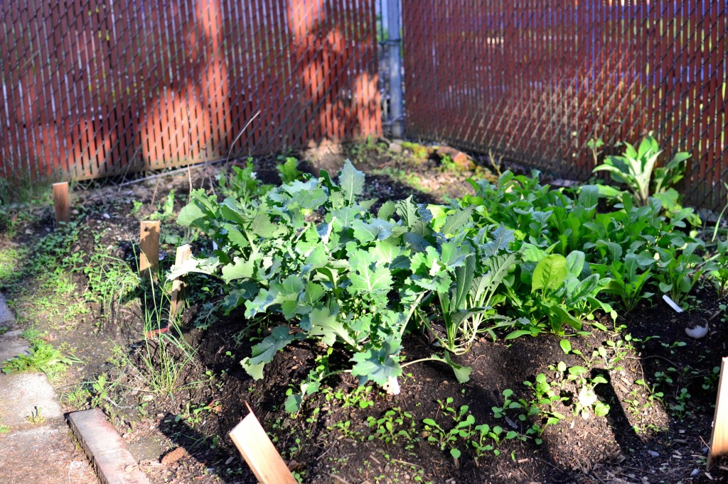 garden first harvest 1