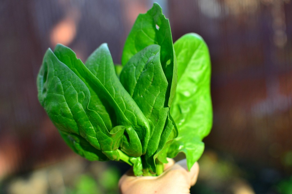 garden first harvest spinach