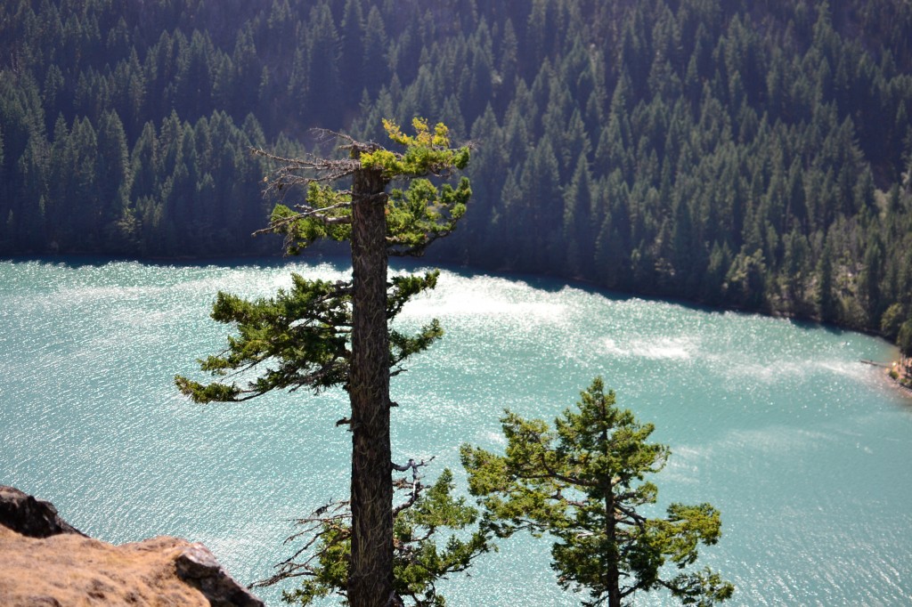 diablo lake trees