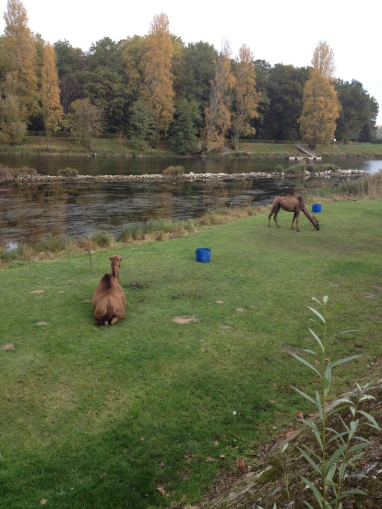 amboise bike ride camels ohsoantsy