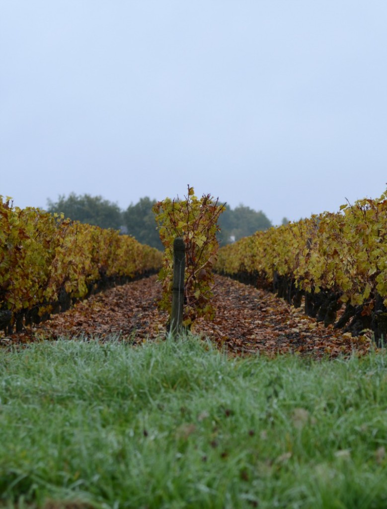 amboise vinyard ohsoantsy