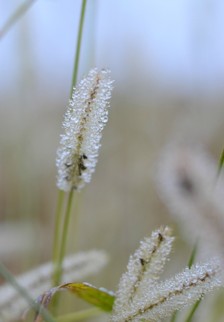 amboise walk grass ohsoantsy