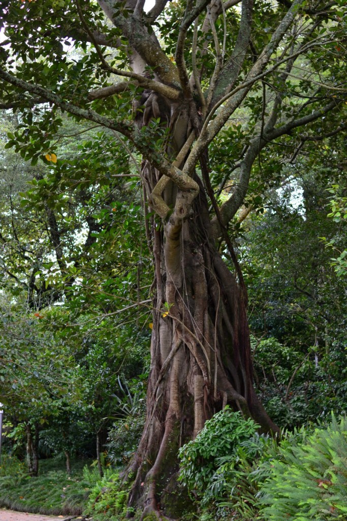 sintra tree ohsoantsy